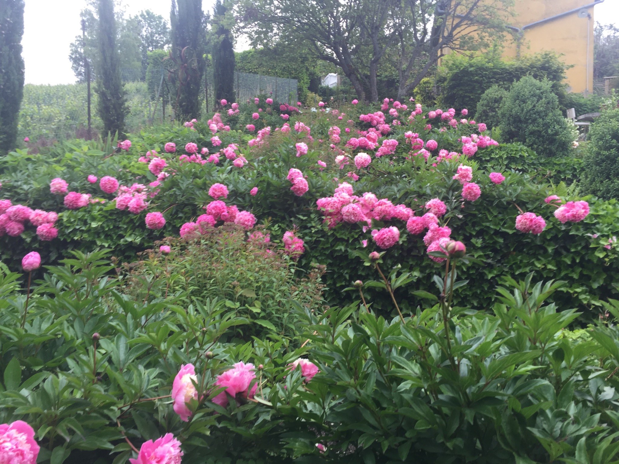 Peonies in the garden